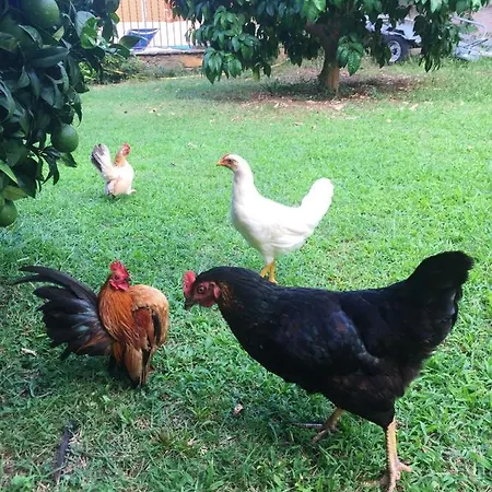 Maison De 2 Chambres Avec Piscine Partagee Et Jardin Amenage A Ocagnano * Sorbo-Ocagnano